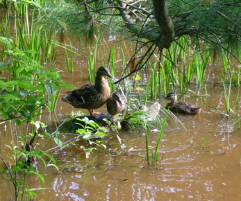 duckfamily.jpg