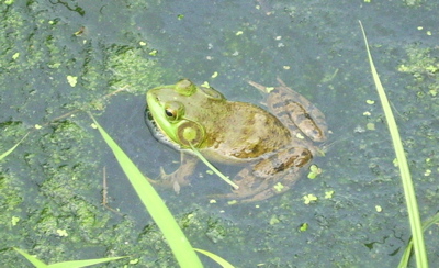 frog3.jpg