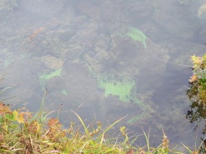 thingalgae2