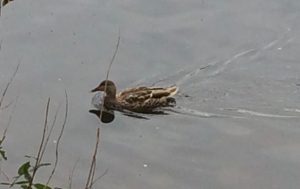 Duck in the water, swimming toward the left.