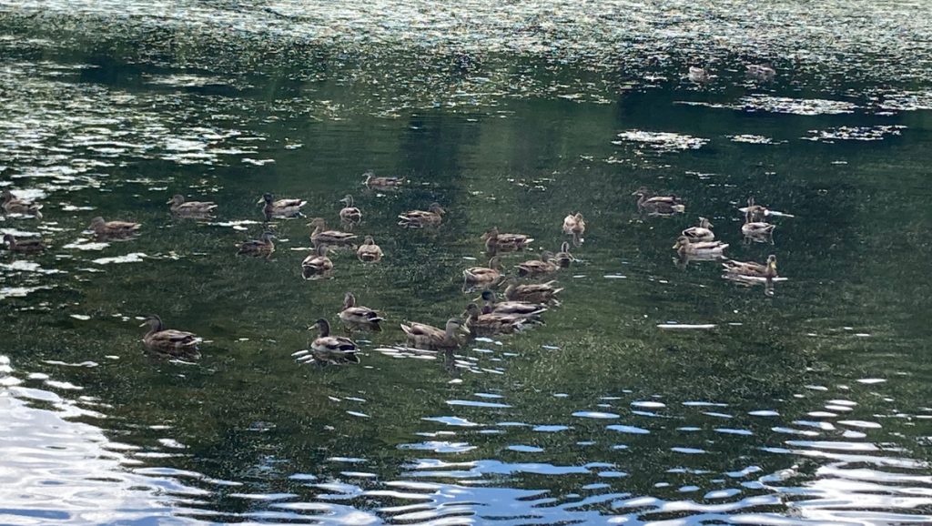 Many ducks floating in water