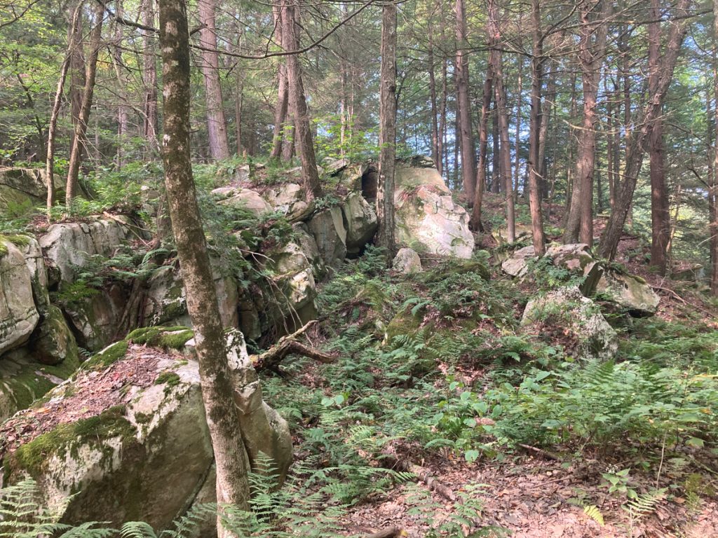Wooded hillside with large rocks on the slope, as well as ferns and other undergrowth among many tree trunks.