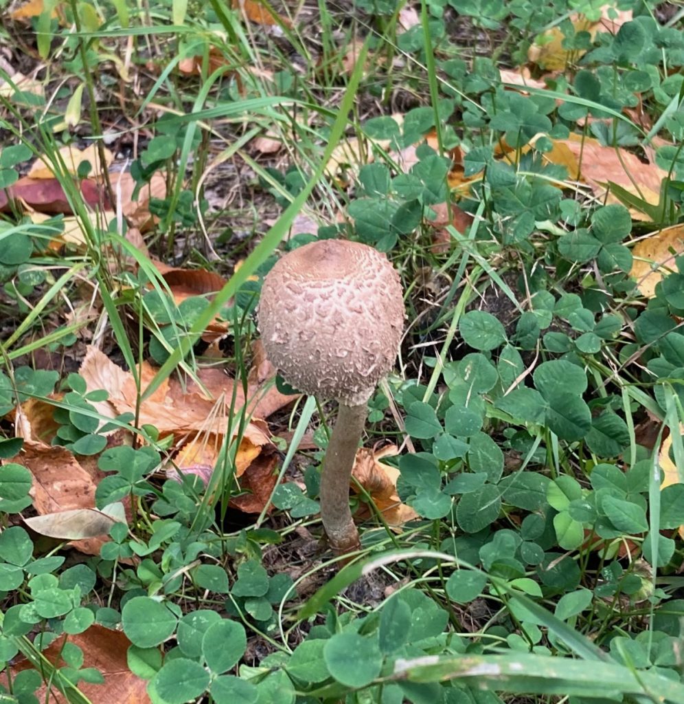 Close-up of a light brown mushroom with a long stem and bulbous head, surrounded by clover, a bit of grass, and some dry leaves.