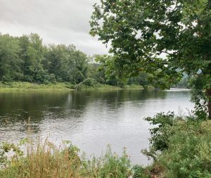 View of river with some greenery and a tree in the foreground, and many trees on the far bank.
