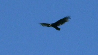 vulture2.jpg