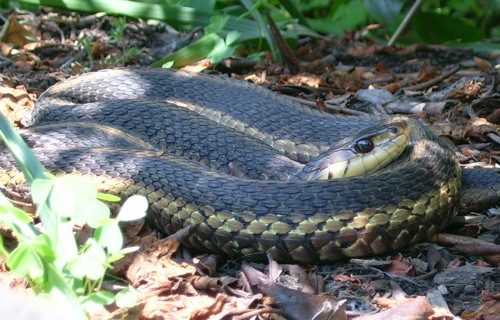 snake3
