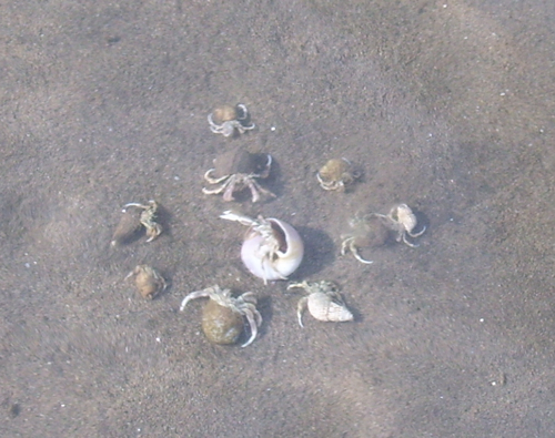 crabs1