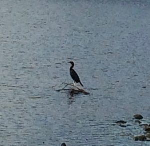 A cormorant sitting on a small branch sticking out of the water.  Water is all around.