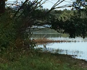 Tree branch with leaves at top of photo, with a great blue heron standing in the water beneath it.  Some grass and weeds are in the foreground.