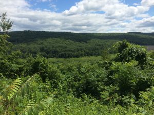 View of tree-covered ridge in the distance, with many green bushes in the foreground.