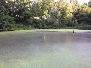 Another view of pond covered with green algae, with trees in background.