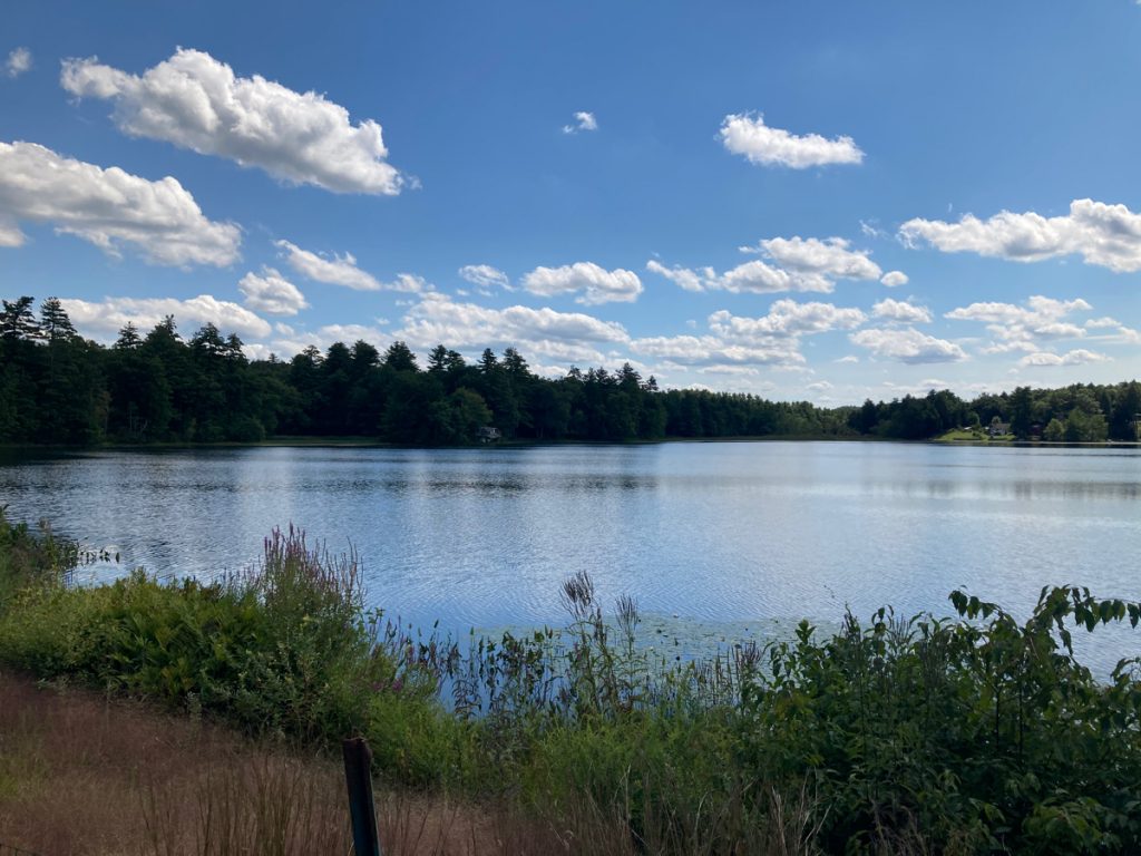 Lake with weeds in front of it, trees in the background and several clouds in the blue sky