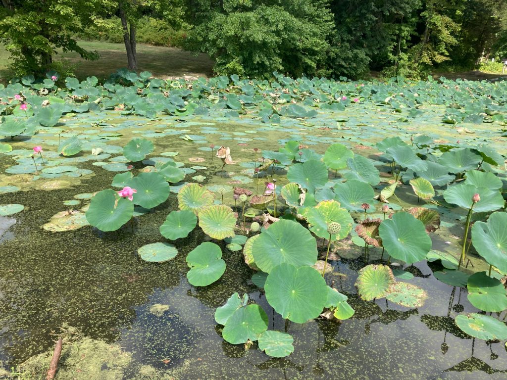 Large amount of aquatic plants with big green leaves, and some have pink flowers