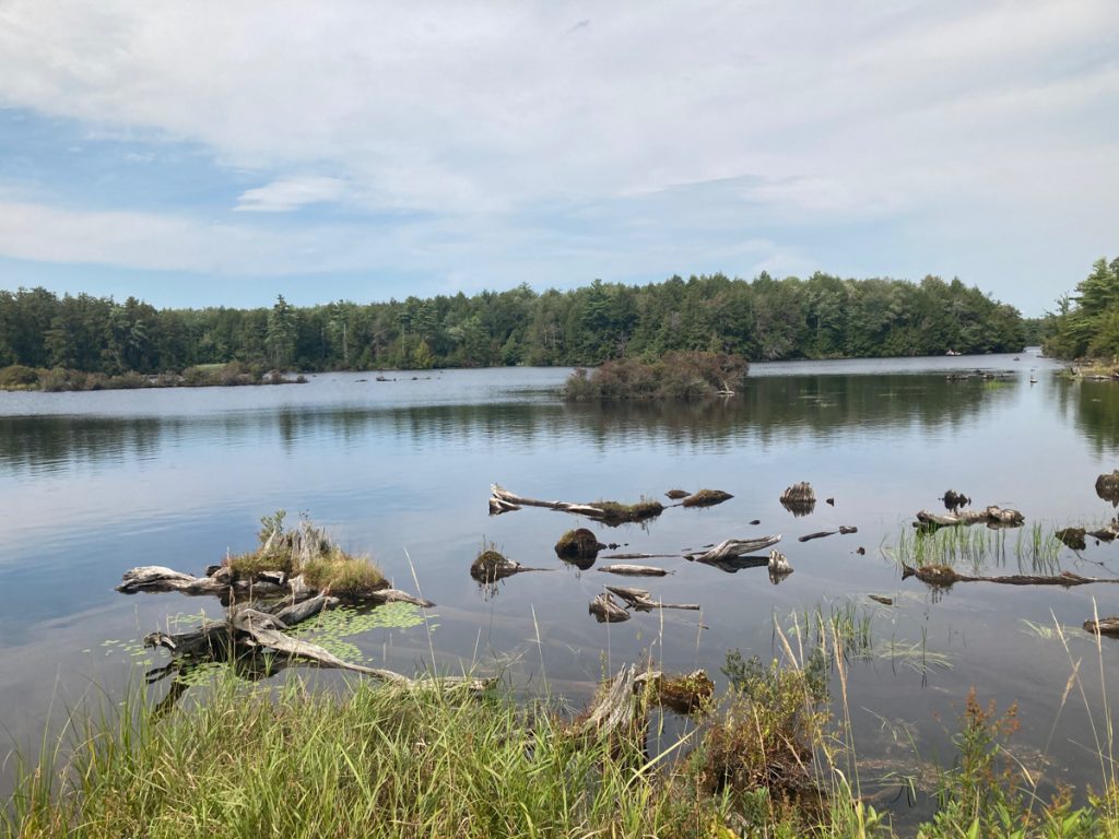 Body of water with some grass in foreground, and some logs in the shallow part of the water.  Trees can be seen on distant shore.