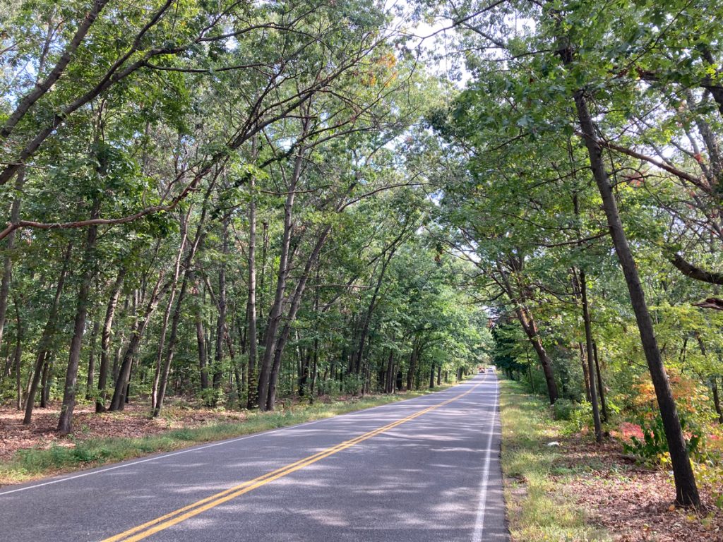 Looking along road surface, with trees on both sides that lean in and form a canopy over the road.