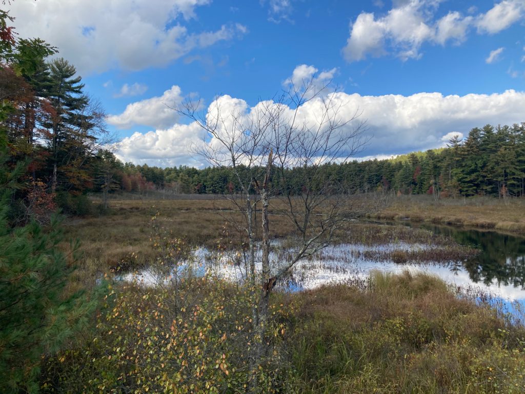 Marsh with much tall grass among the watery areas.  There are some trees on the left, and a bare tree i the foreground, with a line of evergreen trees in the distance, and blue, cloudy sky.