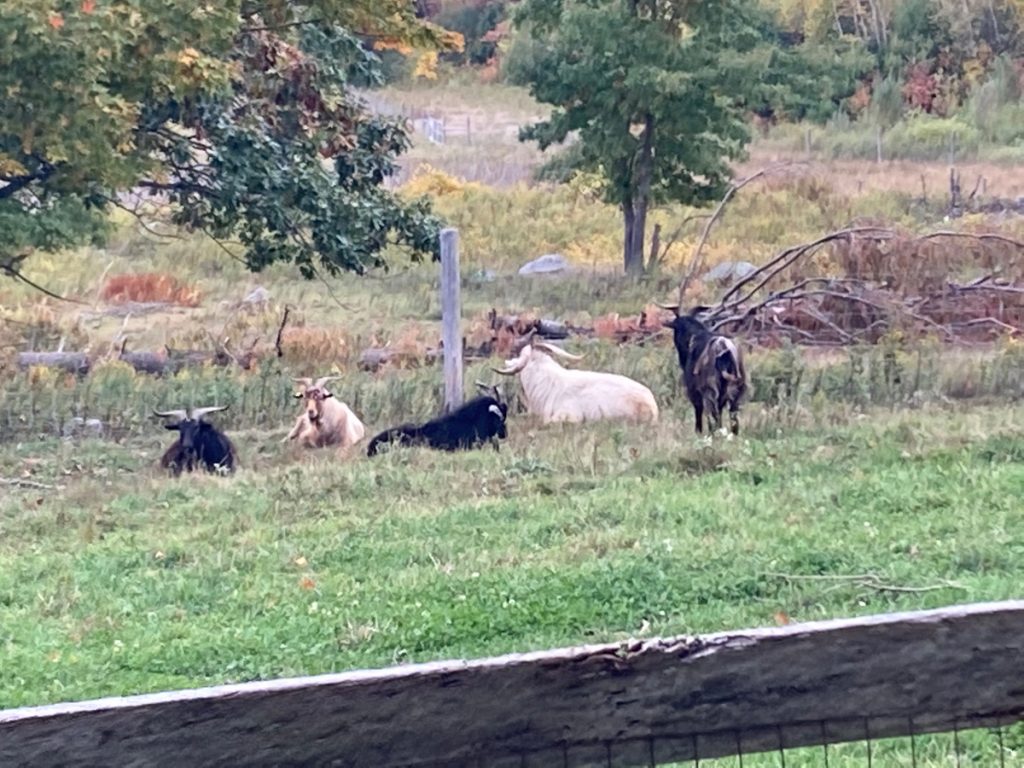 Five goats - 2 white and 3 black - resting in a pasture, with trees and brush beyond.