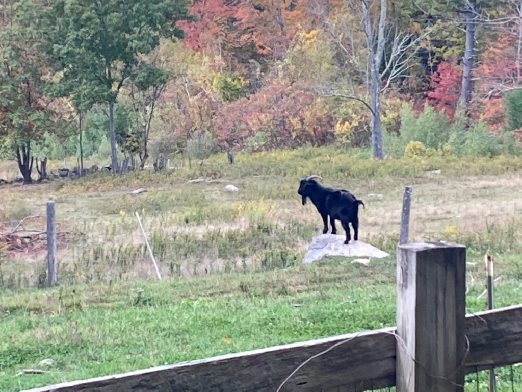 A single black goat stands on a rock sticking out of a pasture.  There are many trees and underbrush on the far side of the pasture.