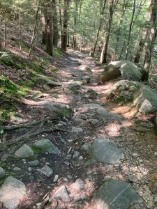 Dirt path with large rocks in and next to it.  Trees line the path as it heads downhill.