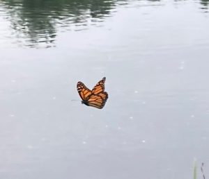 Monarch butterfly in flight, with water behind it.