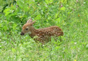 Brown fawn with white spots, standing in tall grass and wildflowers.