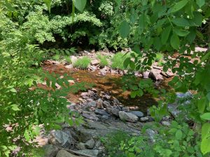 Creek with many rocks in it, seen through leafy tree branches