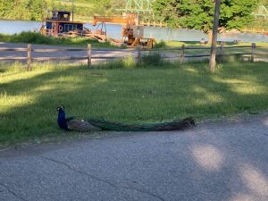 Bright blue and green peacock, sitting on the grass by the edge of pavement, facing left, with its very long tail feathers lying behind it, pointed toward the right.  In the background are a wooden fence, parking lot, more grass, a boat, and water.