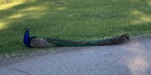 Close-up of blue and green peacock sitting on grass by edge of pavement.  The front of the bird is facing left, but it has turned its head the other way.  Tail feathers are lying on the ground, stretched out to the right.