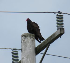 Turkey vulture with wings folded, on the top of a wooden pole, with electrical wires on either side of the pole.