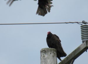 Turkey vulture on the top of a wooden pole, with electrical wires on either side of the pole.  The bird reacts as another bird is partially visible at the top of frame, flying by.