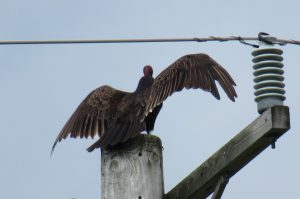 Turkey vulture with wings spread, on the top of a wooden pole, with electrical wires on either side of the pole.
